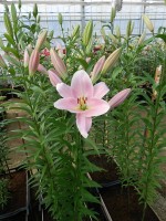 [3162 Rocelli World B No01.JPG]